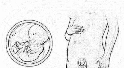ორსულობის მეთოთხმეტე კვირა, ბავშვის სქესის განსაზღვრა