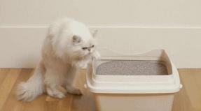 Запах кошачьей мочи: решение проблемы С бетонной поверхности