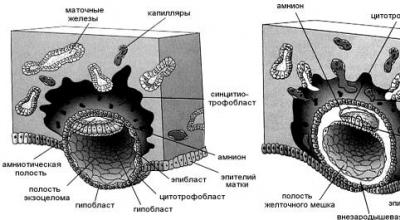 Trophoblastic disease and pregnancy