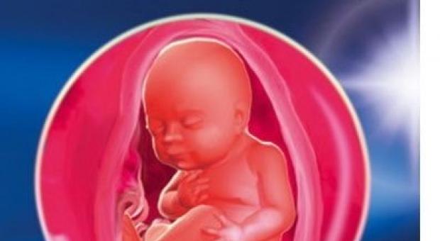 ნაყოფის ფოტო, მუცლის ფოტო, ულტრაბგერა და ვიდეო ბავშვის განვითარების შესახებ ორსულობის 26 სამეანო კვირა