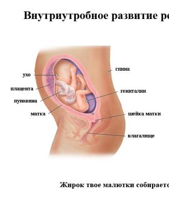 Photo du fœtus, photo de l'abdomen, échographie et vidéo sur le développement de l'enfant