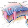 Biologisk membran: funksjoner og struktur