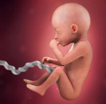 Седьмой месяц беременности: развитие ребенка